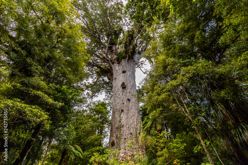 Tane Mahuta, the lord of the forest: the largest Kauri tree in Waipoua Kauri forest, New Zealand.