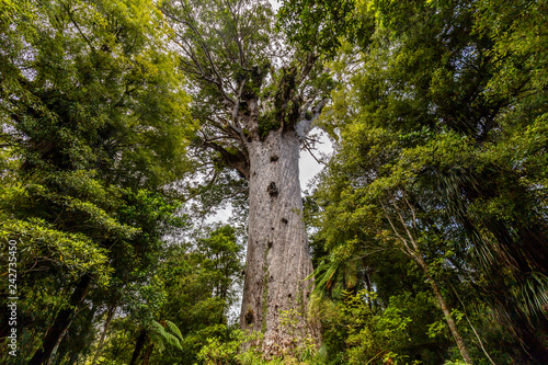 Tane Mahuta, the lord of the forest: the largest Kauri tree in Waipoua Kauri forest, New Zealand. photo