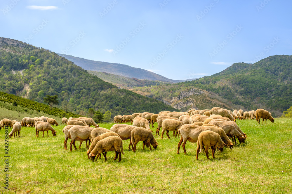 Troupeau de moutons sur pâture, Alpes de Haute Provence, Gorges du Verdon, France.