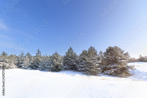 bright pre-holiday winter forest / nature forests of Ukraine winter landscape