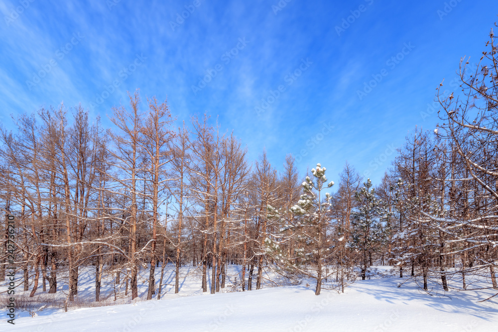 burnt trees in fire / nature forests of Ukraine winter landscape burnt trees in fire / nature forests of Ukraine winter landscape
