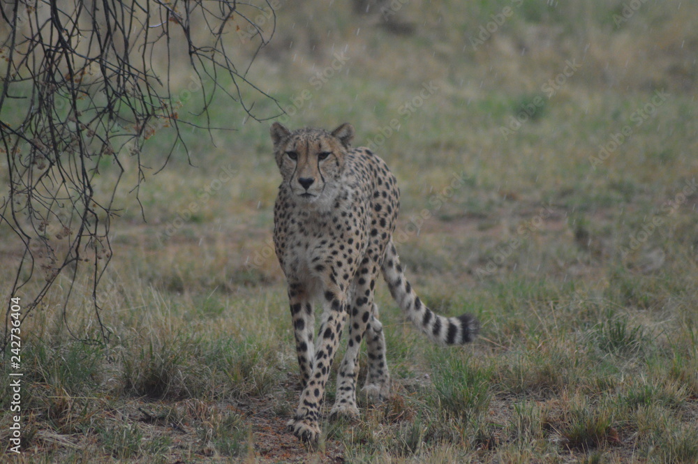 A cute young Cheetah during our safari in a nature reserve in South Africa A cute young Cheetah during our safari in a nature reserve in South Africa