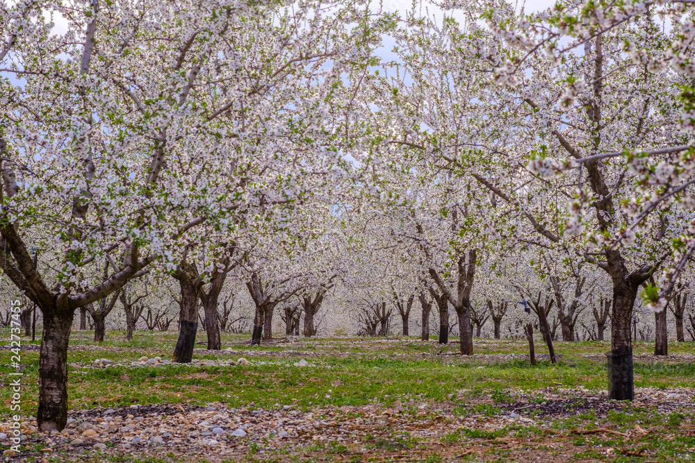 Fototapeta premium Amandiers en fleurs. Provence, France. 