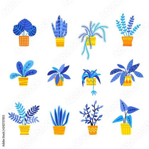 Set of folliage houseplants, collection of potted plants