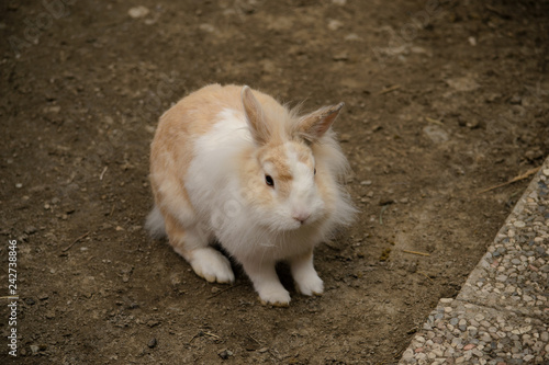 Piccolo coniglio