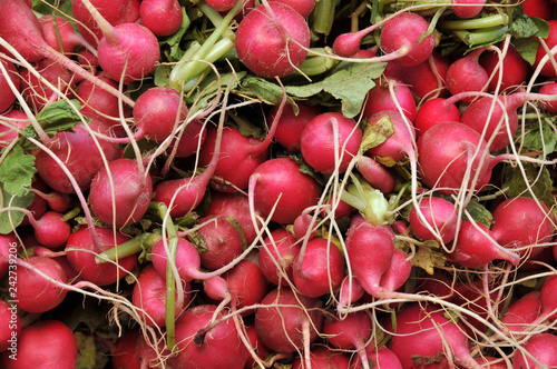 Close Up on Bunch of Fresh Radishes in the Market