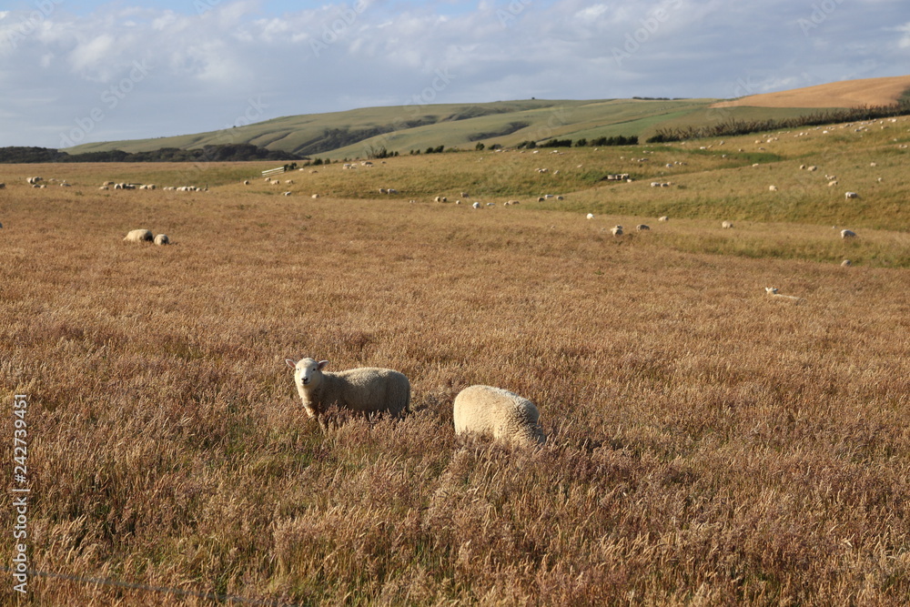 Fototapeta premium Sheep paradise