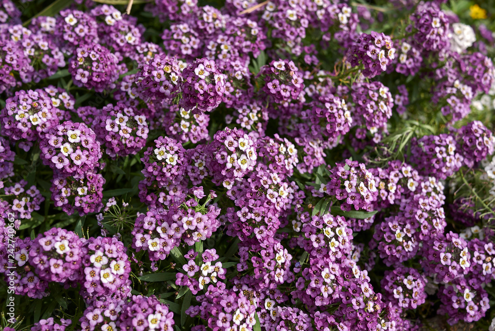 Lobularia maritima Lobularia maritima