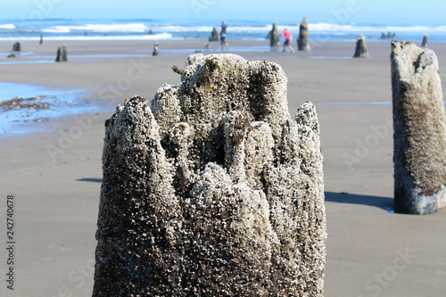 Barnacles on a stump sticking out of the sand on the coast