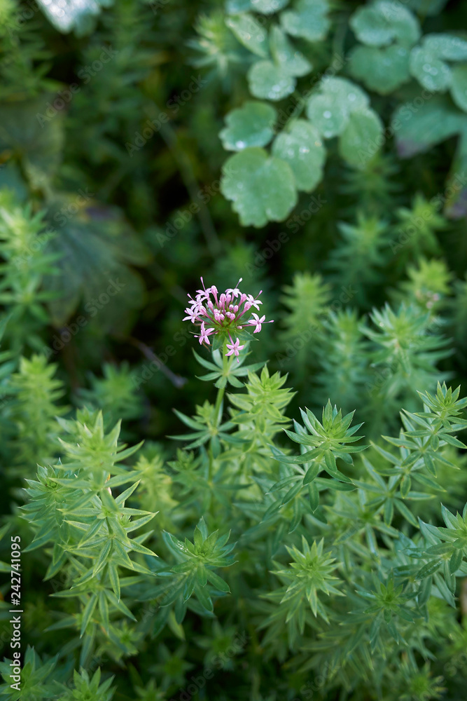 Phuopsis stylosa Phuopsis stylosa