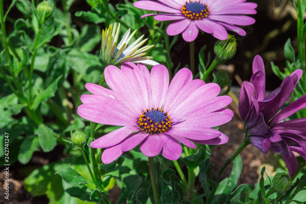 Obraz premium Marguerites