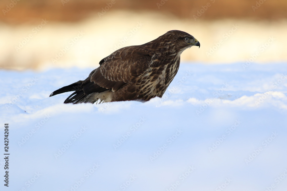 Common Buzard (Buteo Buteo) on snow Common Buzard (Buteo Buteo) on snow
