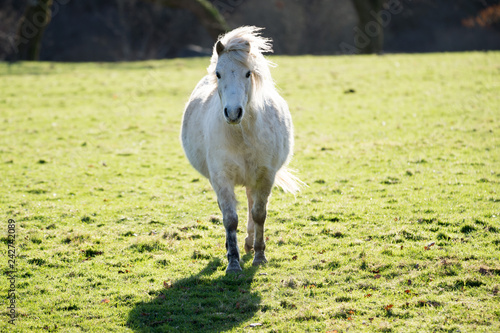 white horse on a meadow