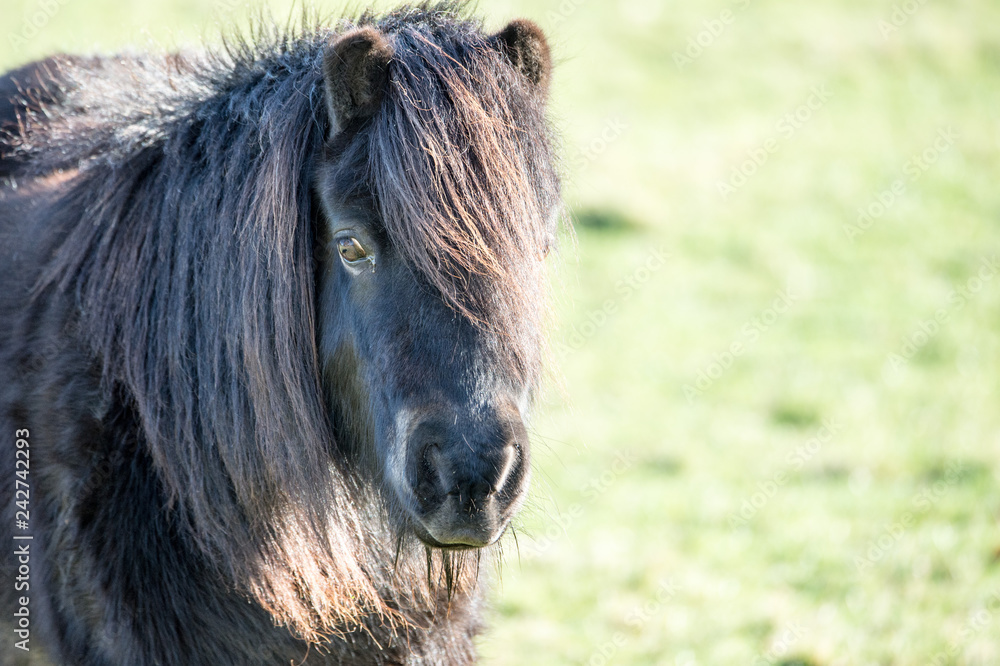 portrait of a black horse
