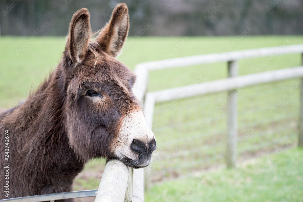 portrait of a donkey portrait of a donkey