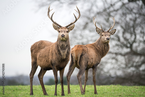 two red deer in the forest