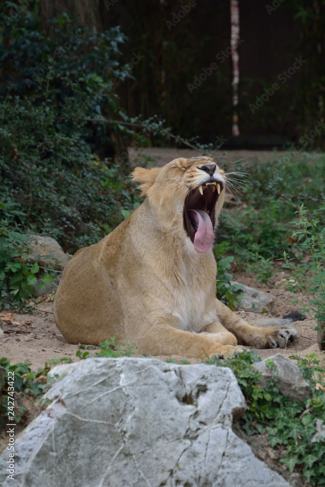 Naklejka premium Gähnende Löwin
