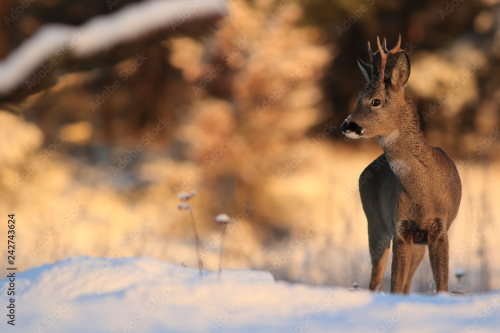 Obraz premium European Roe Deer (Capreolus Capreolus) on snow