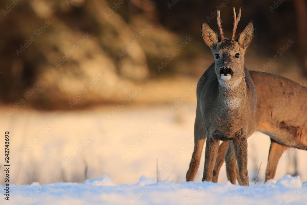 European Roe Deer (Capreolus Capreolus) on snow European Roe Deer (Capreolus Capreolus) on snow