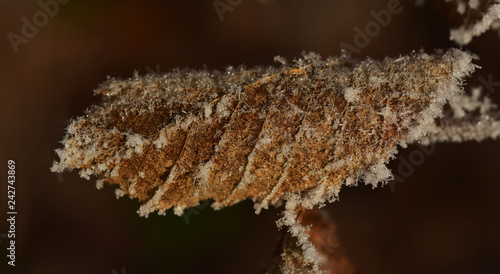 buchenblätter gefrostet im winter
