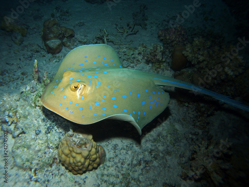 Bluespotted ribbontail ray  Fury Shoal  Red Sea  Egypt 