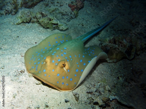 Bluespotted ribbontail ray  Fury Shoal  Red Sea  Egypt 