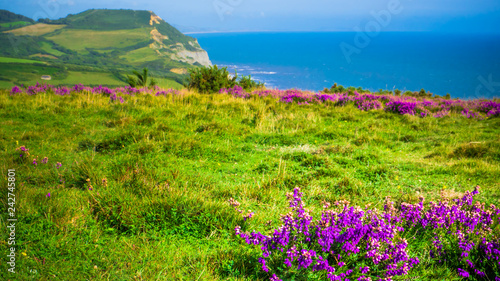 English holiday hilly countryside with purple flowers by English Channel / Sea. Golden Cap on jurassic coast in Dorset, UK. Photo with selective focus.