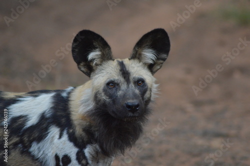 Portrait of an African wild dog in Kruger national park