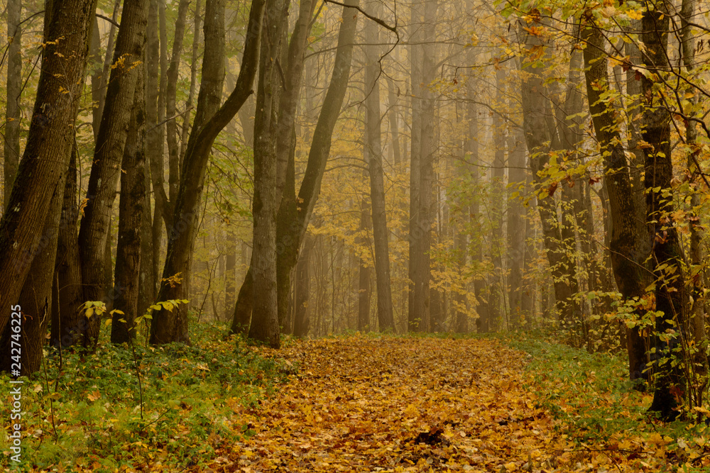 Obraz premium Upland Park is a landscape Park occupying the Orekhovaya mountain (174.2 m) at the Duderhof heights in Krasnoselsky district of St. Petersburg.