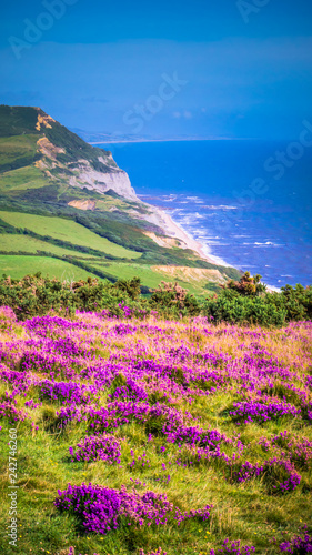 Φωτογραφία English holiday hilly countryside with purple flowers by English Channel / Sea