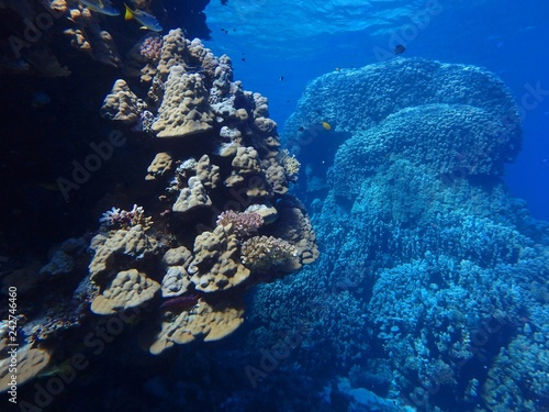 Mountain coral, Porites lutea, Fury Shoal, Red Sea, Egypt