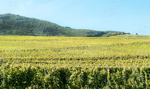 Vineyards in Alsace in northern France on a sunny day