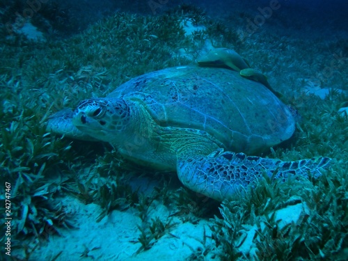 Green Sea Turtle, Marsa Mubarak, Marsa Alam area, Egypt, underwater photograph