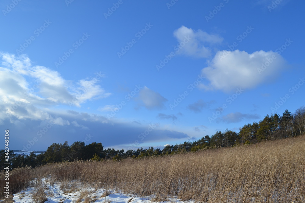 landscape with forest and blue sky