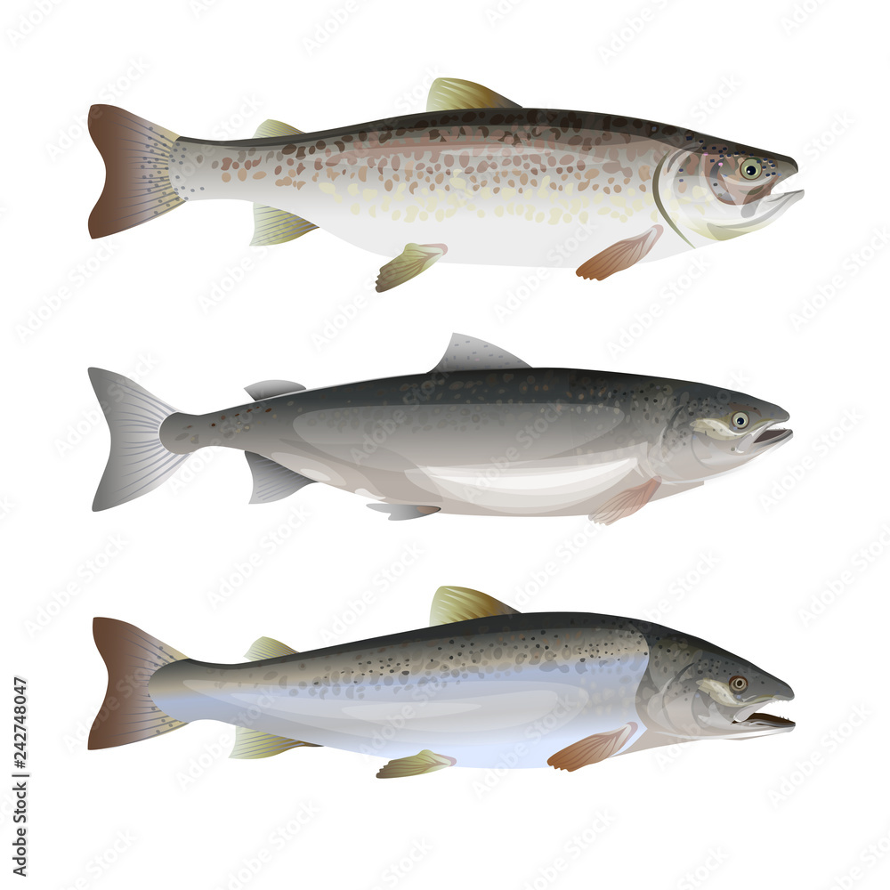 Obraz premium Set of salmon fish