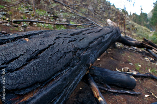 Cutting and burning of eucalyptus trees cut and thrown on the road, a destructive practice