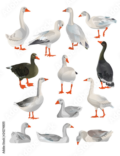 Set of vector geese