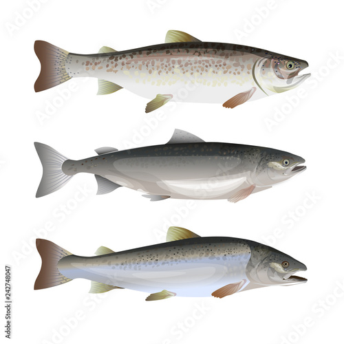 Set of salmon fish