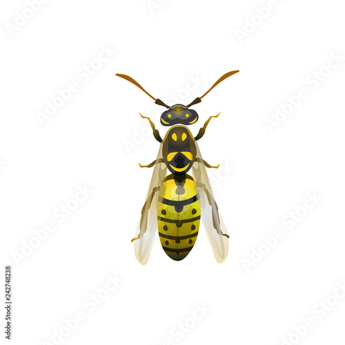 Pest insect wasp
