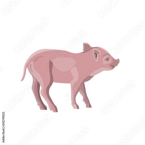 Domestic piglet vector