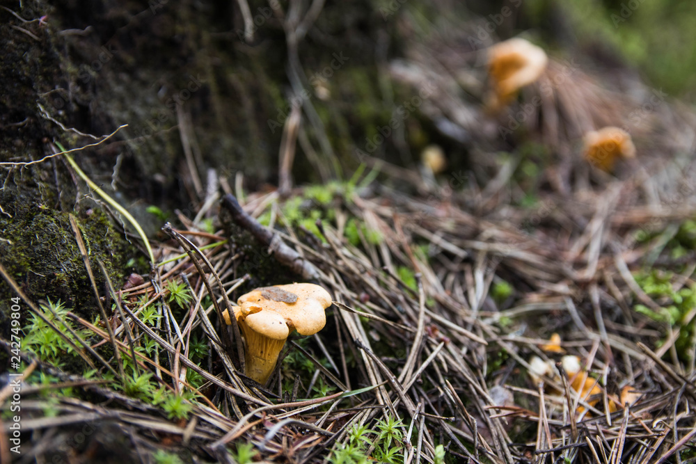 Waldpilze Waldpilze
