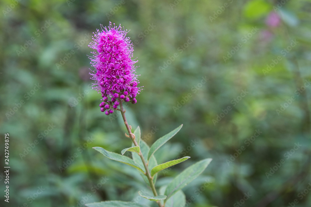 Blüten Blüten