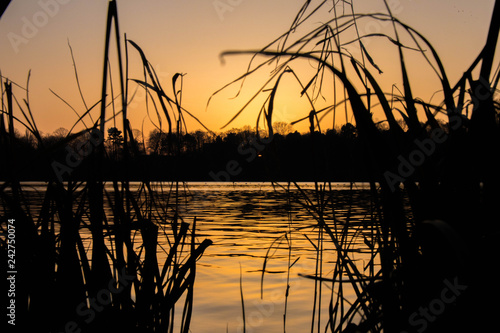 Schilf am See zum Sonnenuntergang