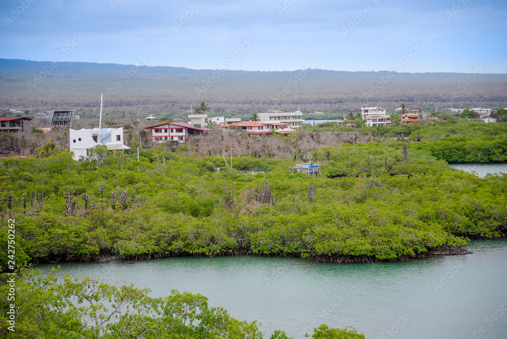 Φωτογραφία Above view of mangrove trees along the shore of Isabela Island Galapagos