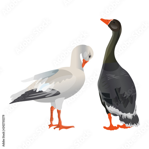 Grey and white geese