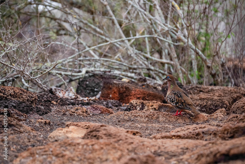 Galapagos dove Zenaida galapagoensis, Galapagos Islands, Ecuador