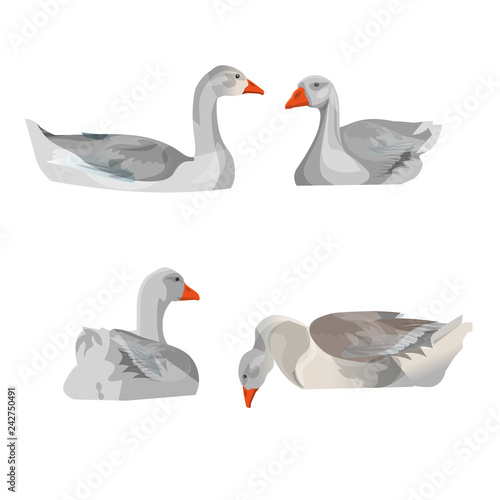 Set of vector geese