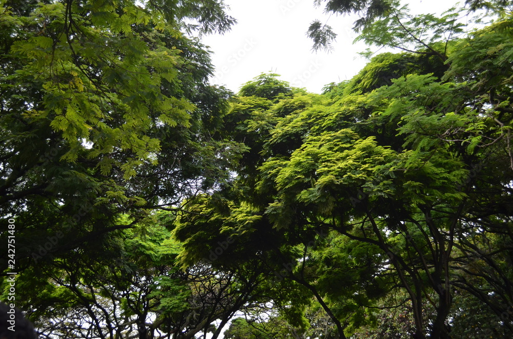 arboles arboles