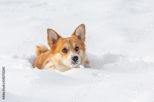 Dog Welsh Corgi cardigan in the winter in the snow