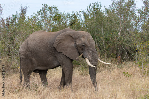 Elefant 55